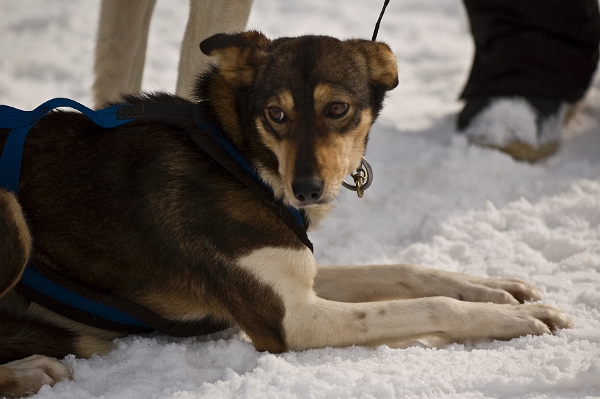 2009-03-14, Competition de traineaux a chiens au Bec-scie (145802).jpg - Vraiment pas aussi fébrile que les autres chiens